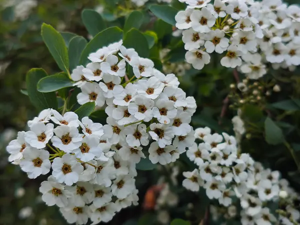 Narin Beyaz Bahar Çiçeklerinin Profüzyonu