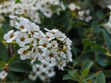 Narin İlkbahar Spirea Çiçekleri