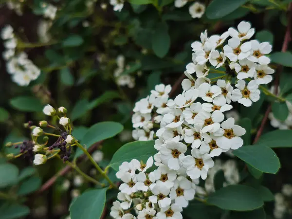 Bol Beyaz Spirea Çiçekleri