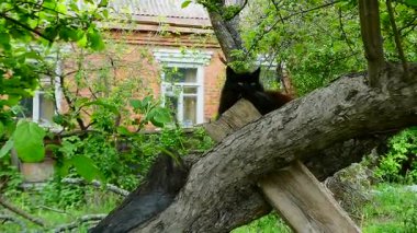 Güneşli bir bahçedeki Kedi Konforlu bir levrek