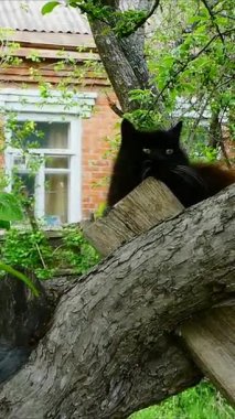 Güneşli bir bahçedeki Kedi Konforlu bir levrek