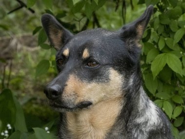 Doğal Ayarlarda Düşünceli Lancashire Heeler