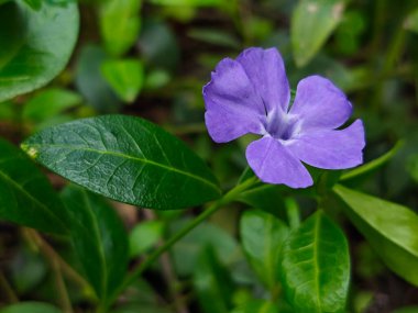 Canlı Mor Periwinkle Yapraklı Çiçek