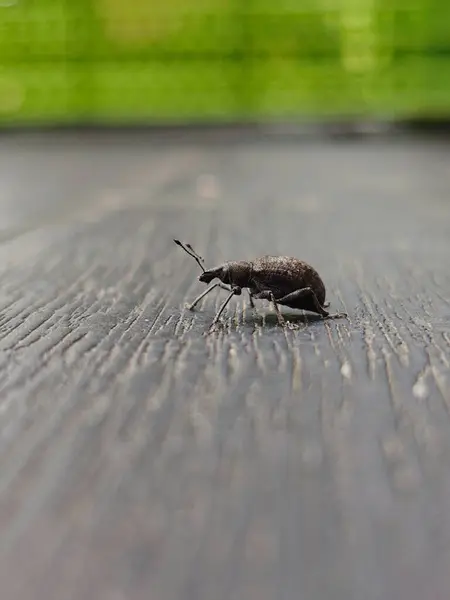 Tahta bir yüzeyde küçük kara buğday bitleri