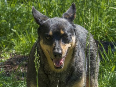 Çekici bir yakın plan Avustralya Sığır Köpeği Sivri kulaklı ve benekli mavi ve bronz bir ceket, doğrudan yemyeşil çimen ayarı içinde neşeli bir yüz ile izleyiciye bakıyor