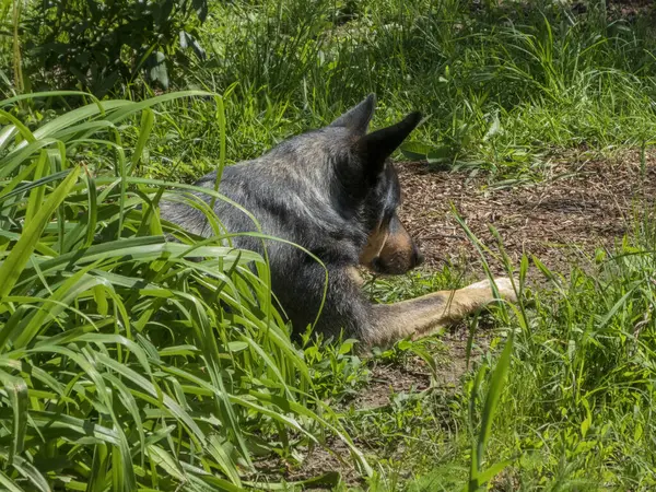 Dik kulaklı, mavi noktalı ceketli, uzun yeşil çimenlerin üzerinde rahatça dinlenen bir Avustralya sığır köpeğinin yan görüntüsü.