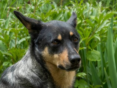 Güzel bir Avustralya Sığır Köpeği portresi dikkatli bir yüz ifadesi ile, yemyeşil bir arkaplan üzerine kurulmuş