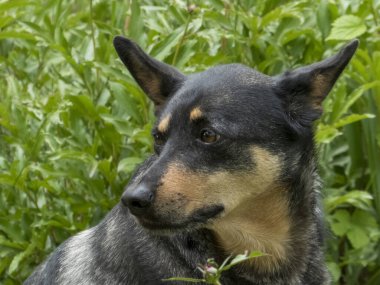 Avustralya Kelpie köpeğinin canlı yeşil yapraklı arka planına karşı dikkatlice bakan çarpıcı bir yakın çekimi.