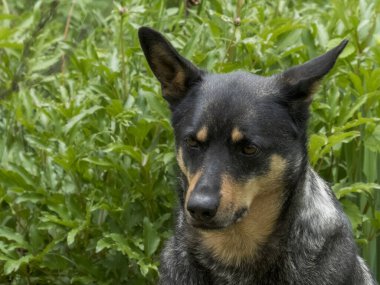 Yeşil yaprakların yumuşak odaklı arka planına dayanan düşünceli bir ifadeyle Avustralya sığır köpeğinin yakın plan portresi..