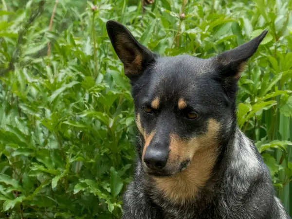 Yeşil yaprakların yumuşak odaklı arka planına dayanan düşünceli bir ifadeyle Avustralya sığır köpeğinin yakın plan portresi..