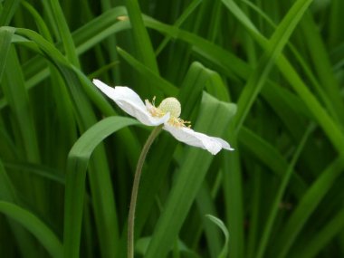 Yakın plan, soluk sarı merkezli, tek bir saf beyaz anemon çiçeğini yakalar. Arkaplanda canlı yeşil yapraklar arasında yavaşça kıvrılır..