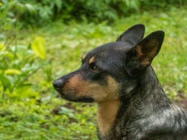 Profil çekimi, siyah ve bronz renkli orta büyüklükte bir köpeğin yeşil yeşil yeşil arka plan ve yeşilliklere dikkatlice bakmasını yakalar..