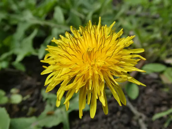 Yakın çekim, yukarıdan aşağıya doğru tek bir parlak sarı karahindiba çiçeğini yakalar ve yeşil yaprakların ve toprağın bulanık arka planına karşı sayısız hassas taç yapraklarını sergiler..