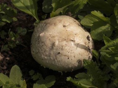 Hafif desenli bir yüzeyi olan yalnız, beyaz bir mantar canlı yeşil yapraklar ve küçük yoncalarla çevrili kara toprakta oturur..