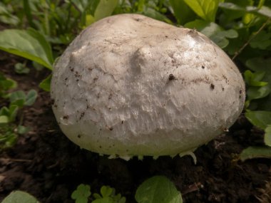 Yakından bakınca, yeşil yapraklarla çevrili koyu toprakları iten desenli bir başlığı olan yuvarlak, beyaz bir mantar yakalıyor..