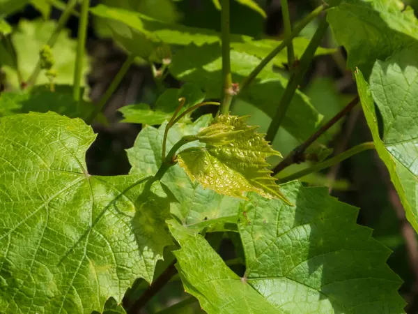 Yakın plan çekimde, büyüyen mevsimin başlangıcına işaret eden, bir asmanın narin, parlak yeşil yaprakları ortaya çıkmaya başlarken vurgulanıyor..