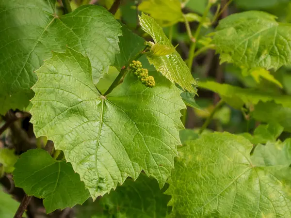 Genç, parlak yeşil üzüm yaprakları ve üzüm bağında yeni bir büyümenin göstergesi olarak üzüm tomurcuğu gelişiminin ilk aşamaları hakkında ayrıntılı bir görüş..
