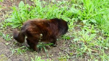 Pofuduk Siyah ve Koyu Kedi Yeşil Bahçeyi Keşfediyor