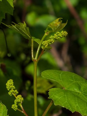 Yakın plan, üzümlü bir sarmaşıkta yetişen erken, küçük yeşil çiçekleri ve taze, taze yaprakları gösteriyor..