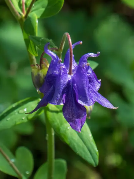 Canlı, mor renkli bir sütun çiçeği yeşil yaprakların arasında zarif bir şekilde asılı duruyor..