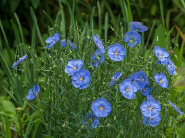 Canlı bir mavi keten (Linum perenne veya Linum lewisii) çiçek kümesi, parlak sarı merkezli, güneşli bir günde yemyeşil yaprakların arasında hafifçe salınan. 