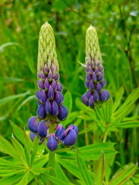 İki muhteşem mor lupin çiçeği, muhtemelen Lupinus polyphyllus, yemyeşil bir ortamda belirgin bir şekilde duruyor, her biri parlak yağmur damlalarıyla süslenmiş, bir duştan sonra doğal güzelliklerini sergiliyorlar..