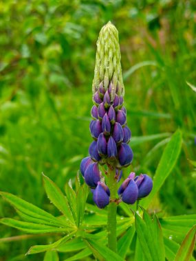 Çarpıcı bir mor lupin çiçeğinin yakın çekimi, muhtemelen Lupinus poliphyllus, yeşil yaprakların arasında, parlak yağmur damlalarıyla süslenmiş, ayrıntılı yapısını ve canlı rengini vurgulayan,