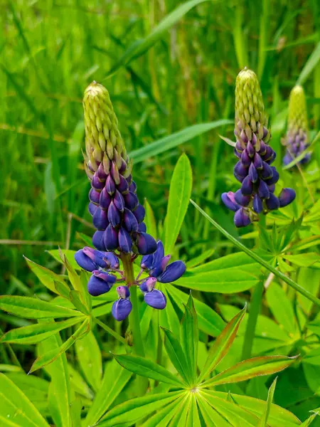 Canlı Mor Lupine Çivileri Yeşil