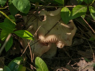 Görünür Solungaçlı Orman Mantarları