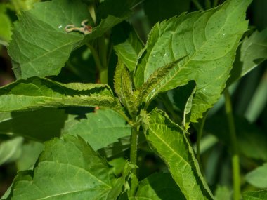 Güneş Işığında Canlı Yeşil Bitki Yaprağı