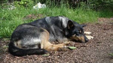 Bahçede yorgun bir köpekle sessiz anlar.
