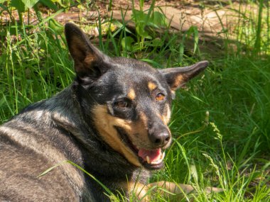 Mutlu köpek yeşil çim yalan