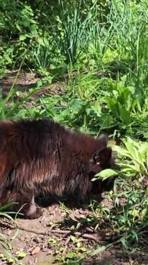 Yumuşak Kara Kedi Güneş ışığının tadını çıkarıyor