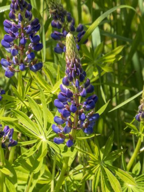 Yeşillikte Uzun Mor Lupine Çiçekleri