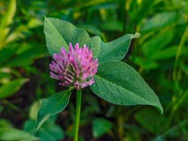 Yeşil Arkaplan Karşısında Pembe Yonca Çiçeği