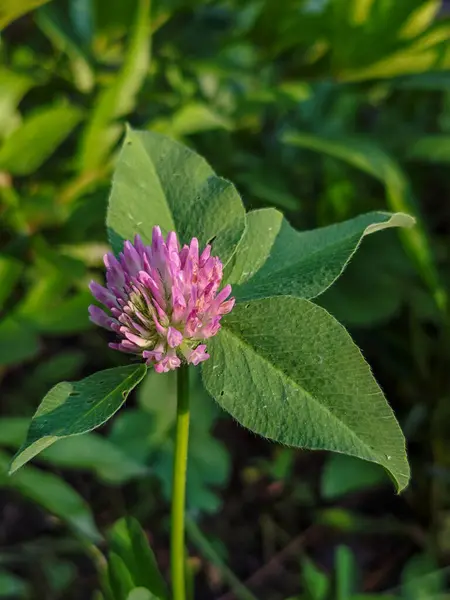 Yeşil Tarlada Pembe Kırmızı Yılan Çiçeği