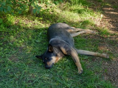 Uyuyan Köpek Güneşli Çimlerin Tadını Çıkartıyor
