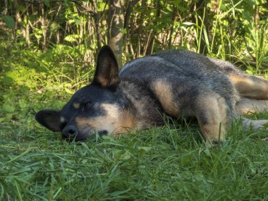 Uyuyan Köpek Huzurlu Yaz Uykusunun tadını çıkarıyor