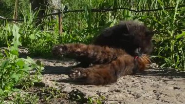 Yaşlı Siyah ve Kahverengi Kedi Dışarıda Tımarlanıyor