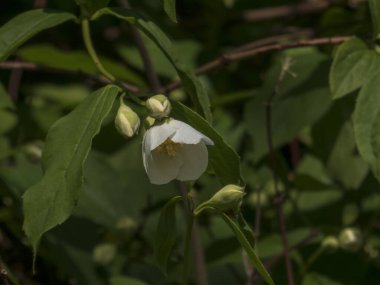 Narin Beyaz Sahte Portakal Çiçeği ve Tomurcukları