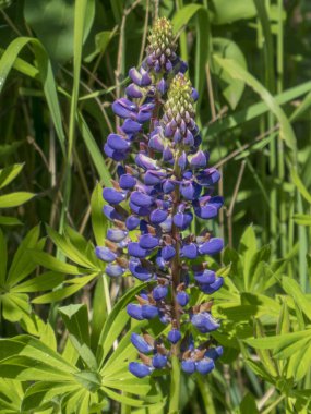 Yeşil Yaprakların Ortasında Zarif Mor Lupine Çivileri