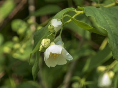 Beyaz Sahte Portakal Çiçeklerinin Yakın Görüntüsü