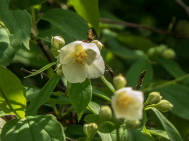 Tomurcuklu Sahte Portakal Çiçeğinin Yakın Çekimi