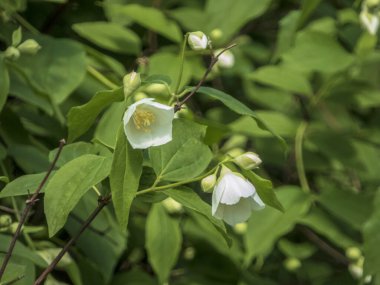 Beyaz Sahte Portakal Çiçeklerinin Yakın Çekimi