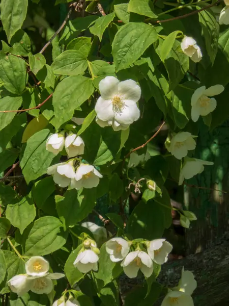 Canlı Beyaz Sahte Portakal Çiçekleri Çiçek Açtı