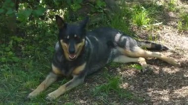 Mutlu Avustralya Kelpie Köpeği Doğada Uzanıyor