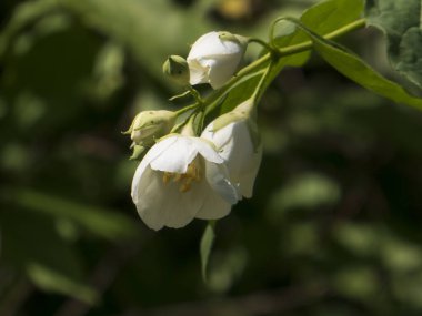Taze Beyaz Sahte Portakal Çiçekleri ve Tomurcukları