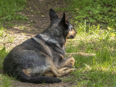 Mavi Heeler Köpeği Otlak Yol 'da Dinleniyor