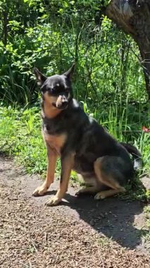 Avustralya Sığır Köpeği Doğada Oturuyor