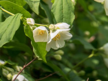 Yemyeşil Yapraklar ve Beyaz Sahte Portakal Çiçekleri